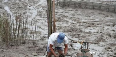 ​农民：以前喂鸡鸭，根本没吃，人称“跳跳鱼”如今50元1斤