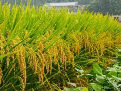 ​价值20元一斤的新型竹稻问世，你猜中它的特殊之处了吗？＂