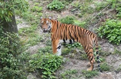 ​老地图说事，1990年的井冈山地图上说有华南虎，云豹存疑