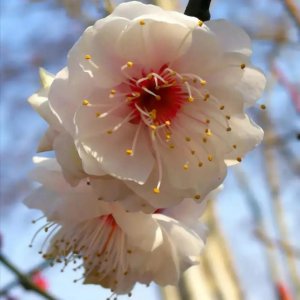 ​漂亮的春花头像（海量）