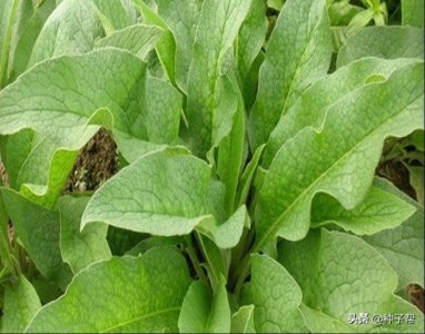 ​被称亩产20吨以上的俄罗斯饲料菜，其实也没那么神，你种对了吗