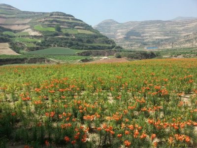 ​兰州百合——来自黄土高原的“蔬菜人参”，可惜太多人不知道它