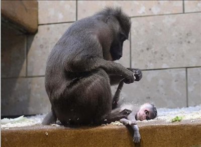 ​鬼狒又称“黑面山魈”，这种动物有多恐怖？能把亲生孩子撕碎吃掉