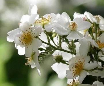 ​花开荼靡，赏荼靡花古诗词