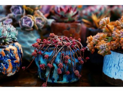 ​历经5个月，多肉拼盘大变样~教你3个拼盘小技巧即可轻松拥有