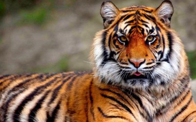 ​已经野外灭绝的华南虎在非洲野化成功了，为何还不接回来？