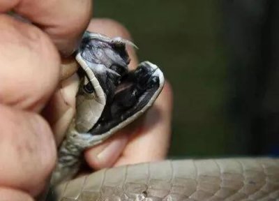 ​致命毒蛇黑曼巴