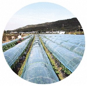 ​桂林草莓园进入采摘季！“新鲜”采摘指南请收好