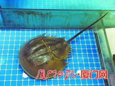 ​吃鲎尝鲜？可能要命 中华鲎和圆尾鲎都是保护动物且圆尾鲎体内有河豚毒素