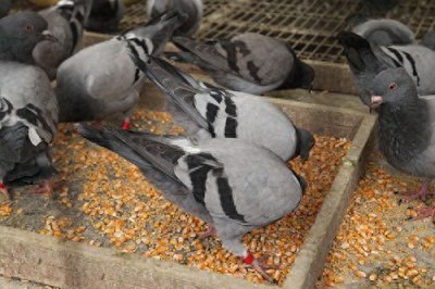 ​科学喂养鸽子的技巧方法
