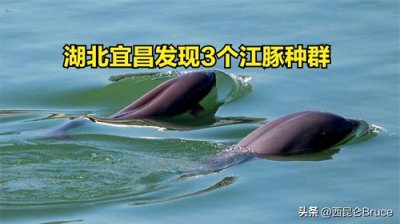 ​有3个种群！长江宜昌段江豚“回来了”，携大量鱼群出现将水染黑