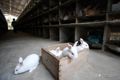 ​从多个角度看兔子养殖，你了解多少？