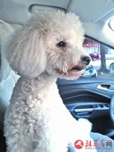 ​开车外出可以带宠物吗