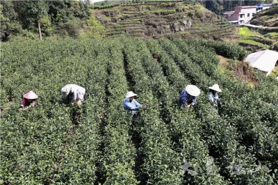 ​独山：一片东方树叶的闪光