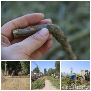 ​甜叶菊大丰收背后有隐忧