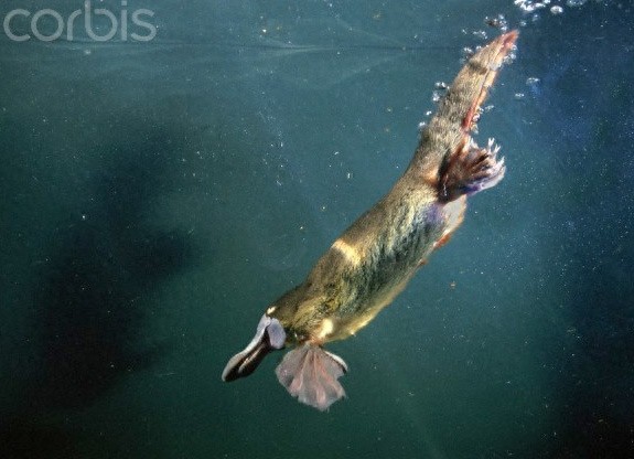 鸭嘴兽-卵生哺乳动物