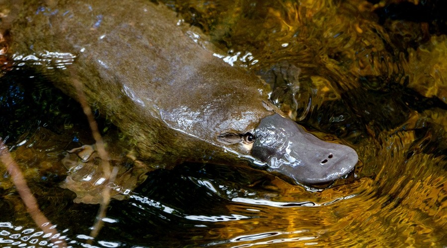 鸭嘴兽-卵生哺乳动物