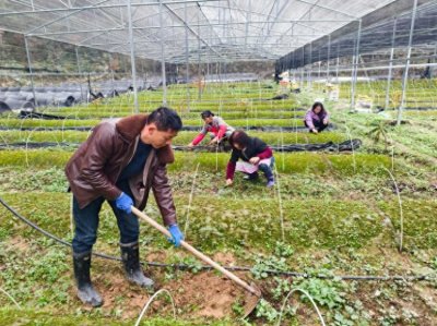 ​酉阳丁市镇中坝村： “五倍子+蚜虫” 拓宽村民增收路