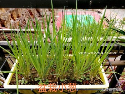 盘点秋冬春三季种植的盆栽蔬菜