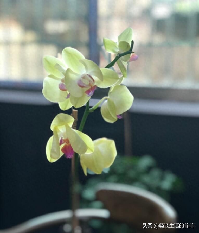 蝴蝶兰会一直开花吗？