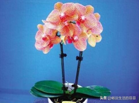 蝴蝶兰会一直开花吗？