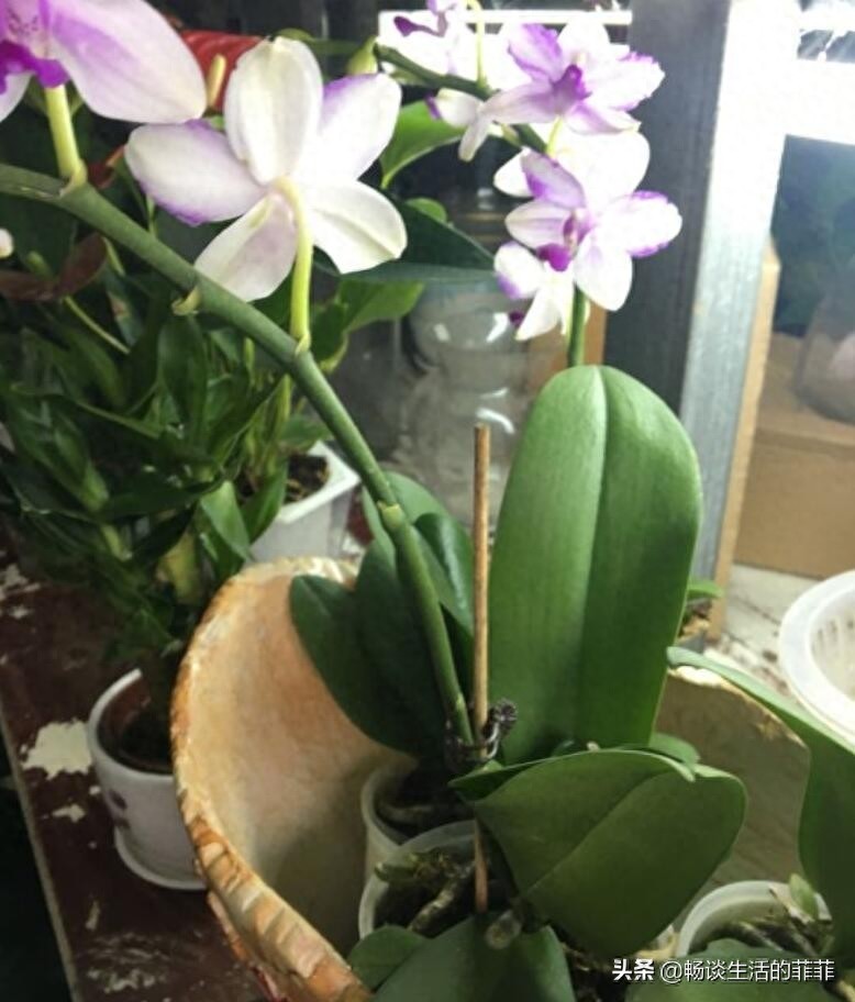 蝴蝶兰会一直开花吗？