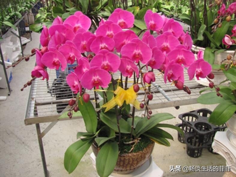 蝴蝶兰会一直开花吗？