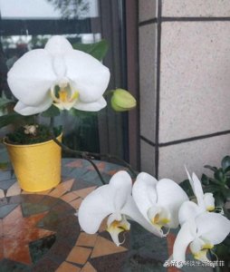 ​蝴蝶兰会一直开花吗？