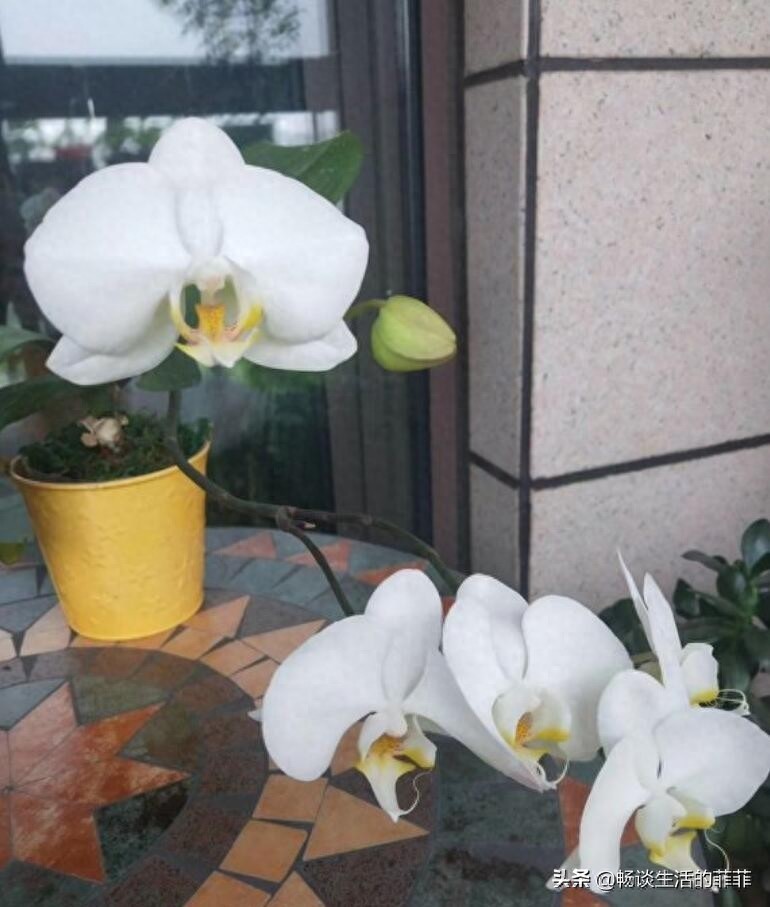 蝴蝶兰会一直开花吗？