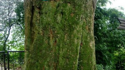 ​中华第一材——楠木