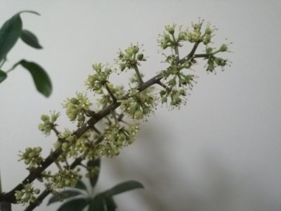 ​我家的发财树开花了，你见过发财树开花的样子吗