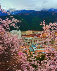 ​大美迭部！全域旅游之花全景绽放