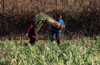 ​章丘有个“大葱状元村”，今年大葱价格涨到10元一斤