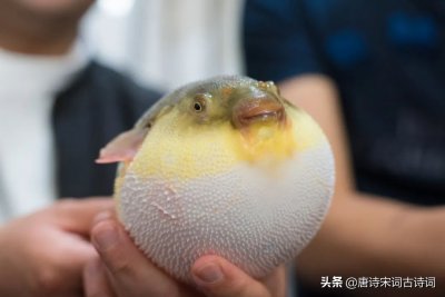 ​正是河豚欲上时