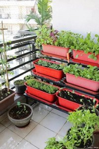 ​2月种菜黄金期！8种好养蔬菜+技巧，阳台也能鲜菜不断