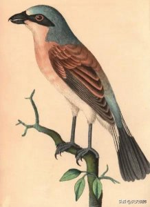 ​伯劳乃真勇士，一生一侣，智勇双全