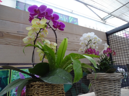 花姿绚烂的蝴蝶兰，象征高洁清雅的爱情，你是否敢说出“我爱你”