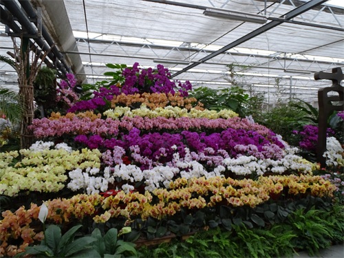 花姿绚烂的蝴蝶兰，象征高洁清雅的爱情，你是否敢说出“我爱你”