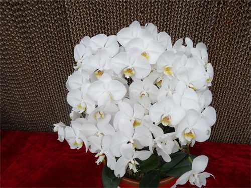 花姿绚烂的蝴蝶兰，象征高洁清雅的爱情，你是否敢说出“我爱你”