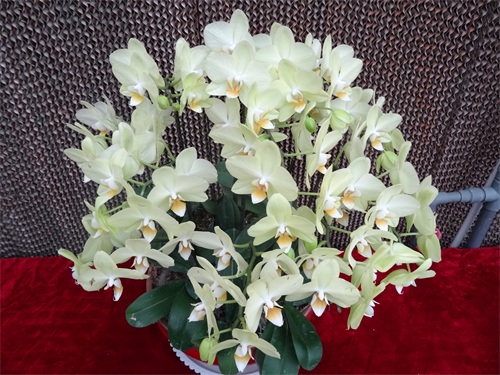 花姿绚烂的蝴蝶兰，象征高洁清雅的爱情，你是否敢说出“我爱你”