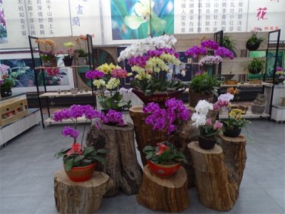 ​花姿绚烂的蝴蝶兰，象征高洁清雅的爱情，你是否敢说出“我爱你”