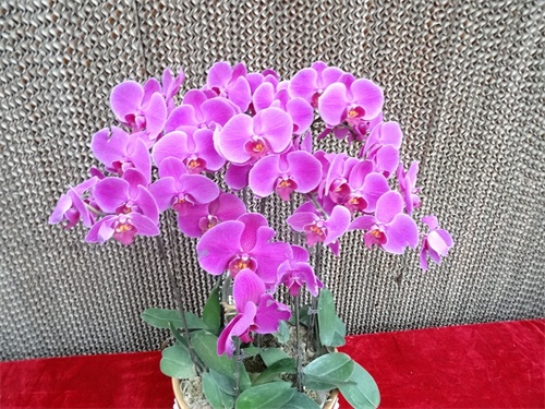 花姿绚烂的蝴蝶兰，象征高洁清雅的爱情，你是否敢说出“我爱你”