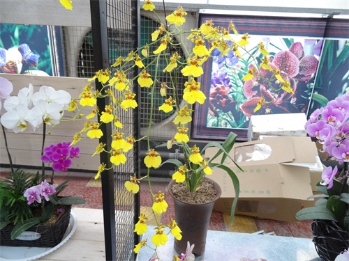 花姿绚烂的蝴蝶兰，象征高洁清雅的爱情，你是否敢说出“我爱你”