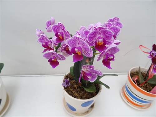 花姿绚烂的蝴蝶兰，象征高洁清雅的爱情，你是否敢说出“我爱你”