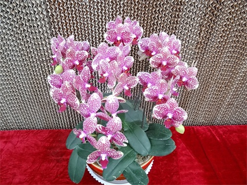 花姿绚烂的蝴蝶兰，象征高洁清雅的爱情，你是否敢说出“我爱你”