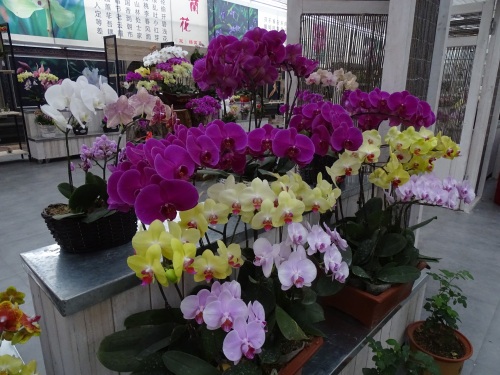 花姿绚烂的蝴蝶兰，象征高洁清雅的爱情，你是否敢说出“我爱你”