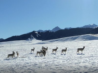 ​沙湾市鹿角湾景区 狍鹿结队来到居住区“遛弯”