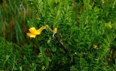 ​小叶锦鸡儿，治眩晕头痛，风湿痹痛，咳嗽痰喘