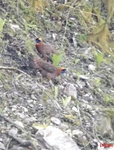 ​叫声如儿啼！游客在四川宝兴拍到濒危鸟类“娃娃鸡”，系国家二级保护动物